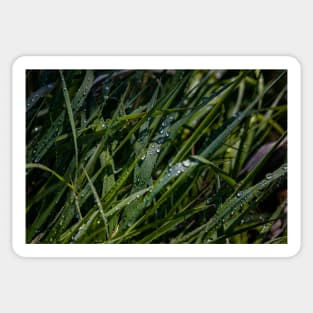 Water Drops on Blades of Grass Sticker